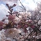 桜咲く。