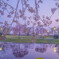 夕暮れの桜