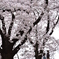 背割堤の桜