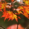 毛越寺・紅葉