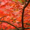 毛越寺・紅葉