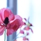 お花