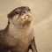おねだりカワウソ
