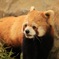 動物園のアイドル