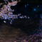 桜　夜景