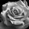 monotone