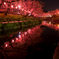 行屋川の夜桜