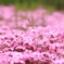 芝桜-2