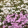 芝桜-3