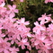 芝桜-4