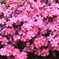 芝桜-6