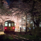 夜桜夜練
