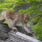 秩父・猿