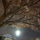 夜桜