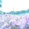 がんばる雑草？