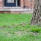 baby squirrel