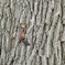 baby squirrel 2