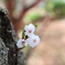 桜小さく咲く