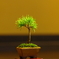 ミニ五葉松