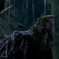 Forêt