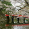 葉桜