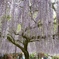 百毫寺－藤-1