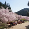 竹田の里 しだれ桜まつり