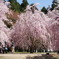 竹田の里 しだれ桜まつり