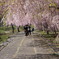 竹田の里 しだれ桜まつり