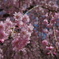 竹田の里 しだれ桜まつり