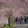 竹田の里 しだれ桜まつり