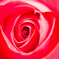 Vivid Red