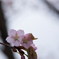 雨桜