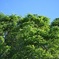 夏日和