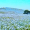 DCIM033.image