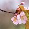 雨桜