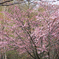 雨桜