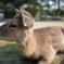 奈良公園のシカ