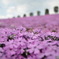 一面の芝桜