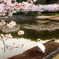 桜と白鳥