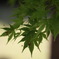 緑の時期