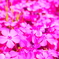 芝桜