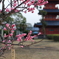 豊前国分寺三重塔と梅