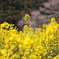 菜の花