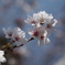 桜_2016その1
