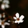 母の花