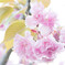 八重桜