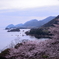 桜と丹後松島