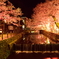 城崎の夜桜