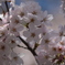 桜_2016その2